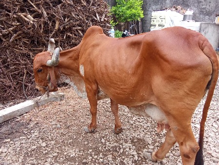 ગાય