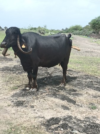 ભેંસ વેચવાની છે