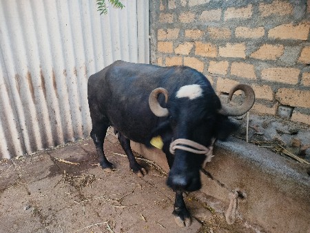 ભેંસ વેચવાની છે