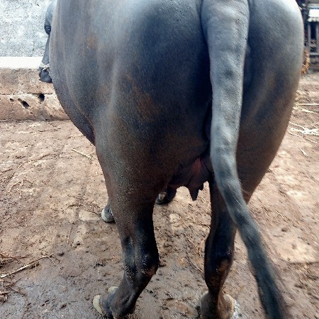 ભૅસ વૅચવાની છૅ