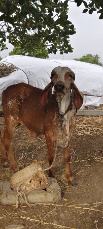 વાછડી છે