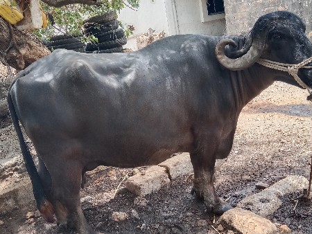 વેચવાની છે