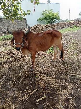 બે ધર હાકેલો. છે  સાવ સોજો છે