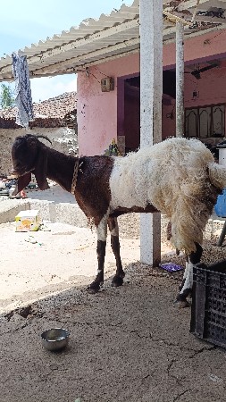 રાજસ્થાની તોતાપુરી બકરી વેચવાની છે