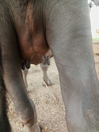 ખડેલી વેચવાનીછે