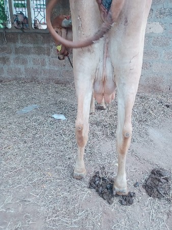 દેશી ગીરગાય