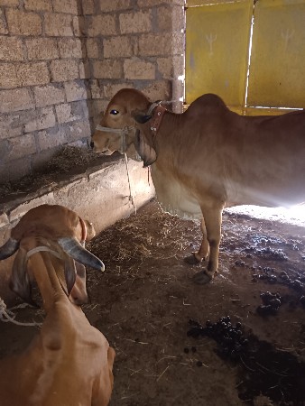 ગીર  હોડાકી વેશવાણી સે