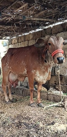 ગાય વેસવાની સે
