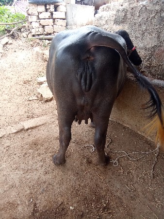 ભેંસ વેચવાની છે