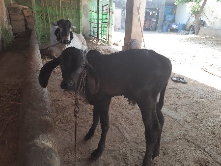 ગાય વેચવાની છે
