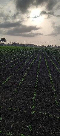 ગુજરાત ૧૦, મગફળી નું બિયારણ