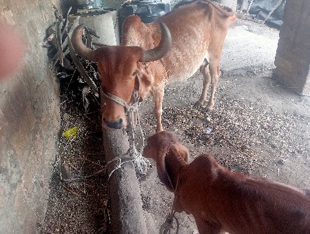 ગાય વેચવાની છે