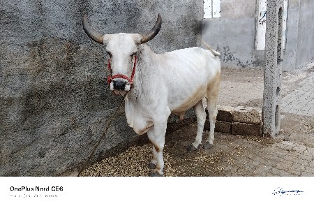 બળદ વેચવા ના