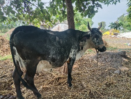 65000 ગીર કોર્સ  એકજ ભાવ
