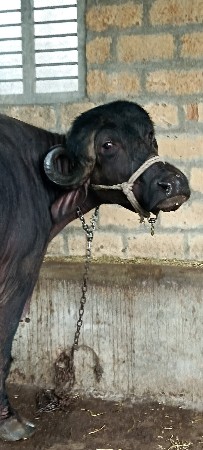 ભેંસ વેચવાની છે