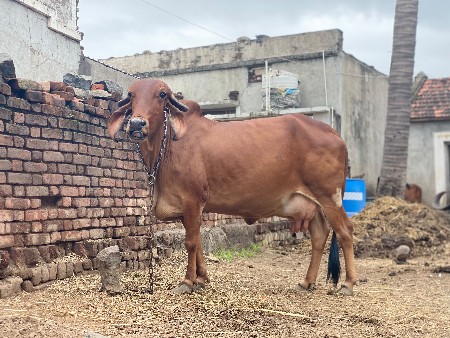 દેશી ગાય વેચવાની છે