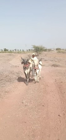તાત્કાલિક વેચવાના