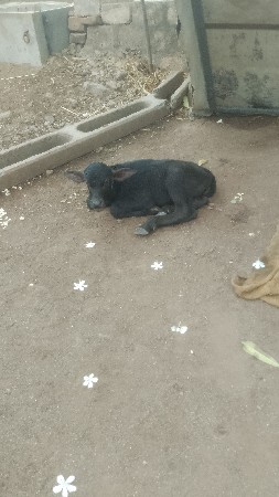 3 વેતર છે