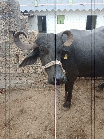 ભેંસ વેચવાની છે બીજું વેધર