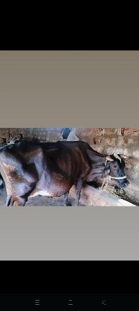 ૨ hf ગાયું વેચવા ની છે ૧ કોર્ષ