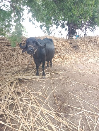 ભેંસ વેચવા ની છે ગાભની