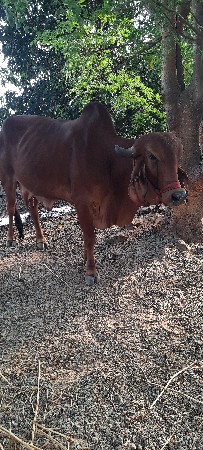 વેતર 2