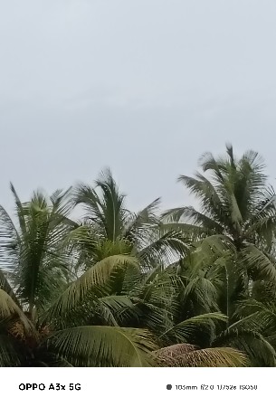 નાણયેરીના રોપ
