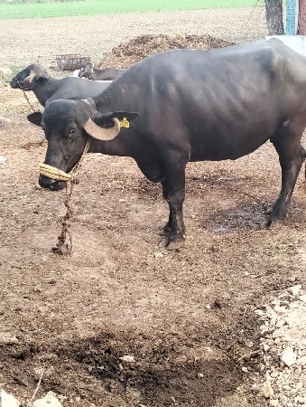 ખડેલી