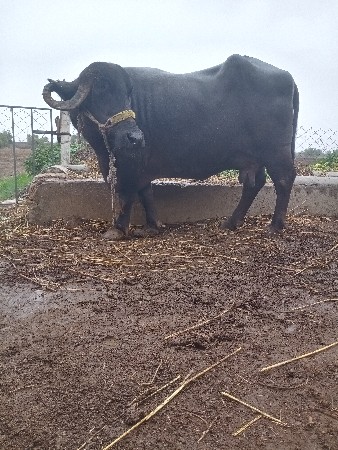 ભેંસ વેચવાની છે