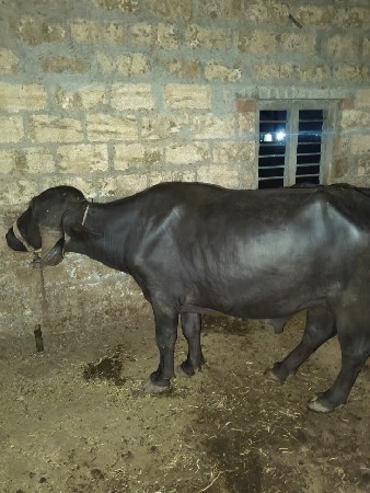 પાડો