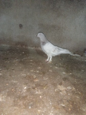 મેલ ફોર શેલ