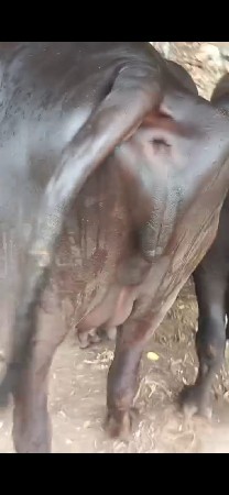 પેલું વેતર. ખડેલિ છે