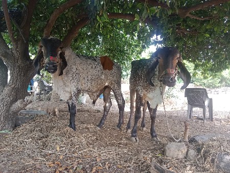ગોઢલ