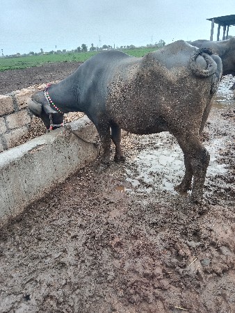 વેસવાનીસેપેલુવેતરહાટગજેસારીસે