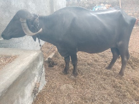 ગાભણ