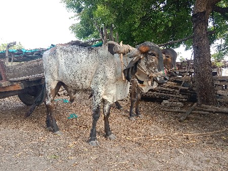 પેલી વાવણી