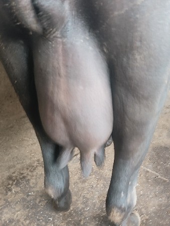ભેંસ વેચવાની છે
