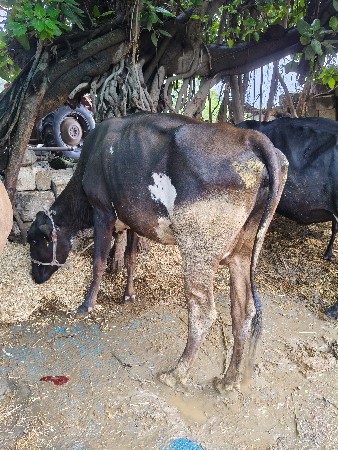 જર્સી
