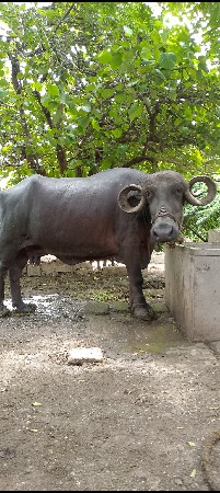 ભેંસ વેચવાની છે