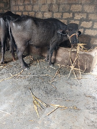 ખડેલા વેચવાના સે