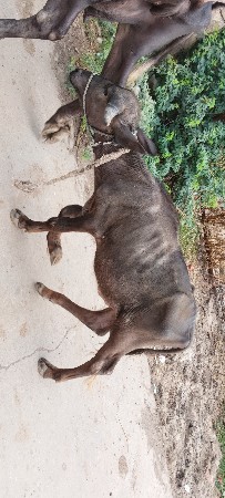 પાડો વેચવાનો સે