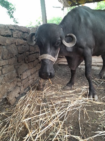 ભેંસ વેચવાની છે
