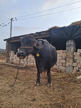 ભેસ વેચવા નીછે