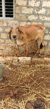 બે હૉડકી દેવાની છે