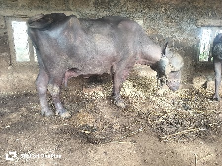 ભેંસ વેચવાની છે 3 જૂ વેતર