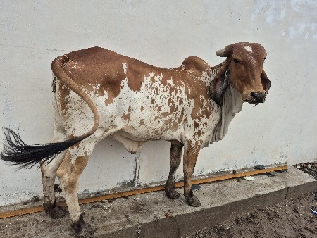 વાછરડી આપવાની