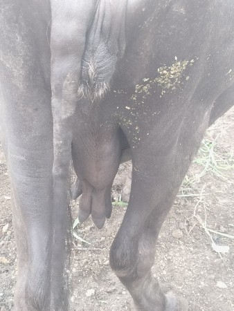 આ ભેંસ વેચવાની છે
