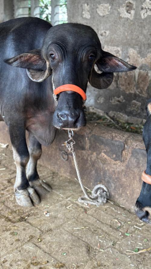 આ ભેસ વેચવાની છે