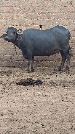 ભેસ વેચવા ની છે