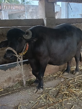 ભેંસ બીજુ વેતર